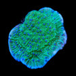 TSA Blueberry Fields Montipora Coral