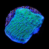 TSA Blueberry Fields Montipora Coral