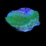 TSA Blueberry Fields Montipora Coral