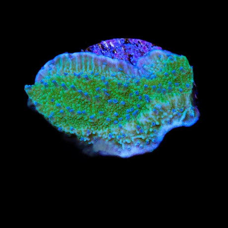 TSA Blueberry Fields Montipora Coral