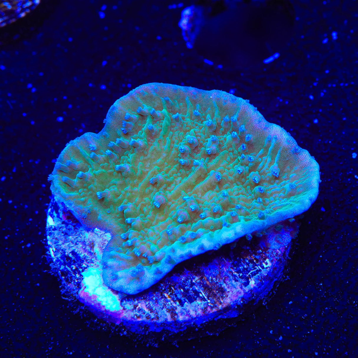TSA Blueberry Fields Montipora Coral