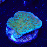 TSA Blueberry Fields Montipora Coral