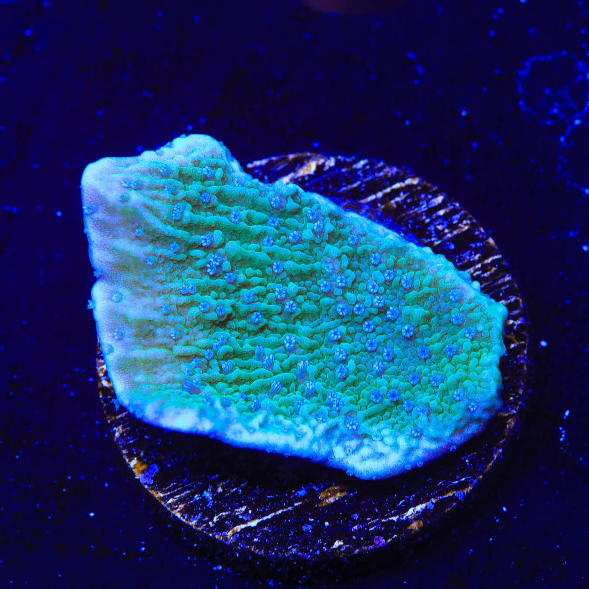TSA Blueberry Fields Montipora Coral