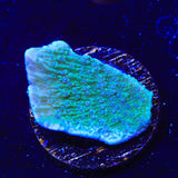 TSA Blueberry Fields Montipora Coral