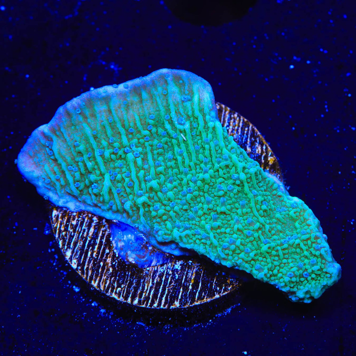 TSA Blueberry Fields Montipora Coral