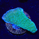 TSA Blueberry Fields Montipora Coral