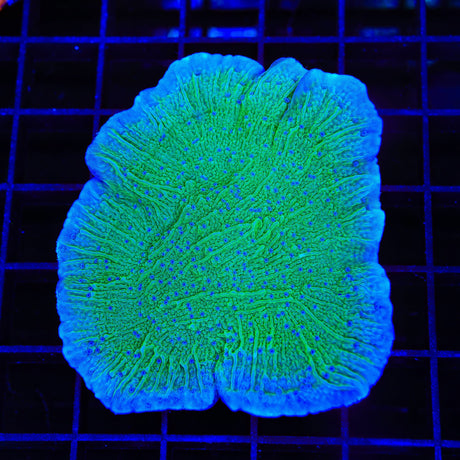 TSA Blueberry Fields Montipora XL Frag Coral
