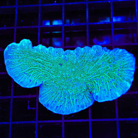TSA Blueberry Fields Montipora XL Frag Coral