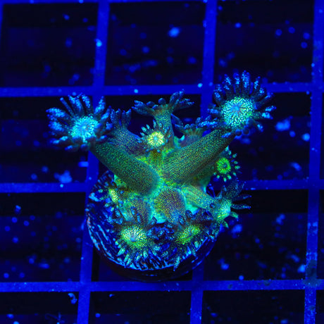 TSA Blueberry Glitter Goniopora Coral