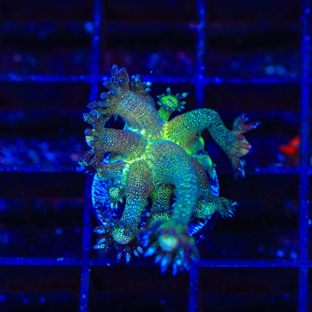 TSA Blueberry Glitter Goniopora Coral