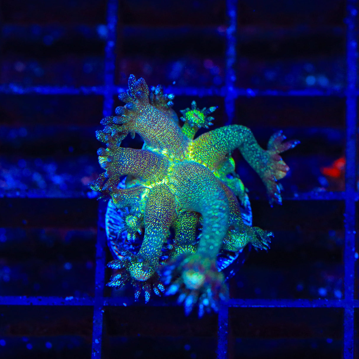 TSA Blueberry Glitter Goniopora Coral