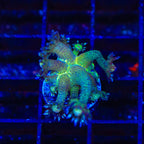 TSA Blueberry Glitter Goniopora Coral