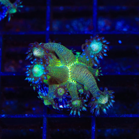 TSA Blueberry Glitter Goniopora Coral