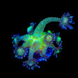 TSA Blueberry Glitter Goniopora Coral