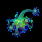 TSA Blueberry Glitter Goniopora Coral