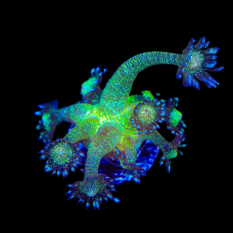 TSA Blueberry Glitter Goniopora Coral