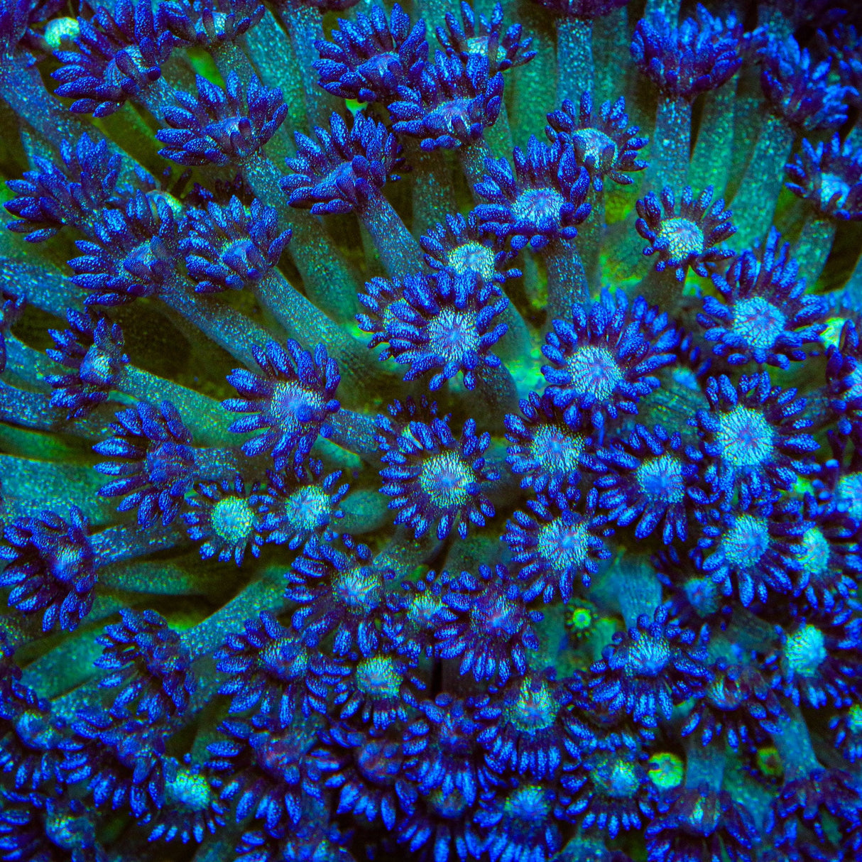 TSA Blueberry Glitter Goniopora Coral