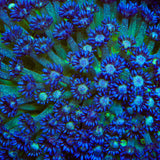 TSA Blueberry Glitter Goniopora Coral