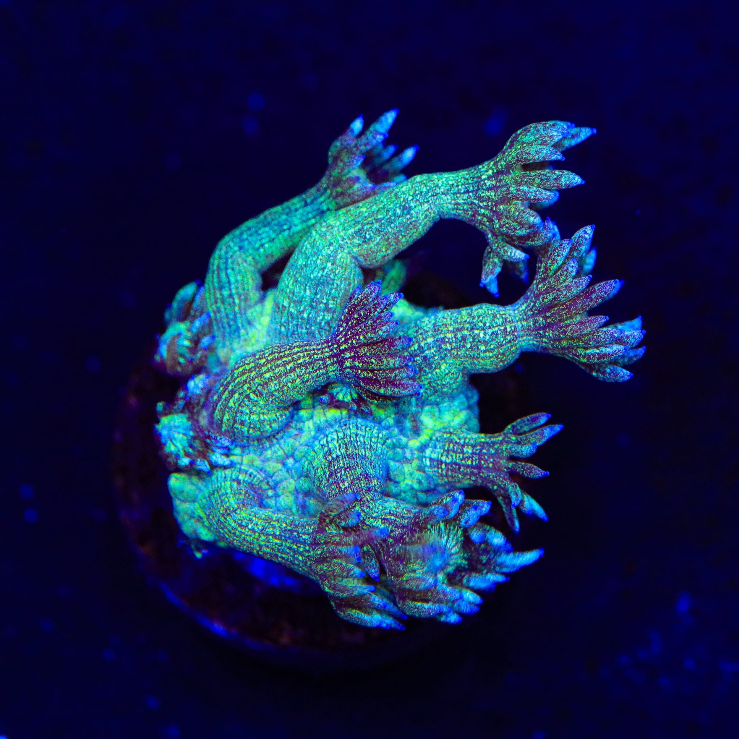 珊瑚のディッシュ Live Corals for Sale – Page 44 – Top Shelf Aquatics