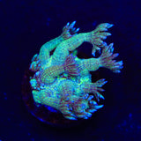 TSA Blueberry Glitter Goniopora Coral
