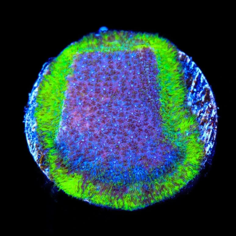 TSA Blueberry Haze Psammocora Coral
