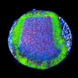 TSA Blueberry Haze Psammocora Coral