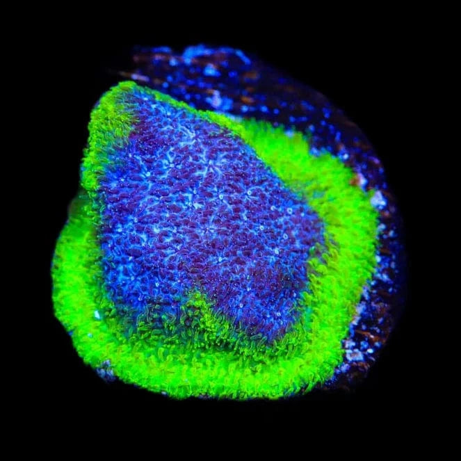TSA Blueberry Haze Psammocora Coral
