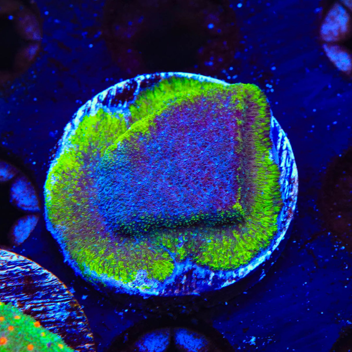 TSA Blueberry Haze Psammocora Coral