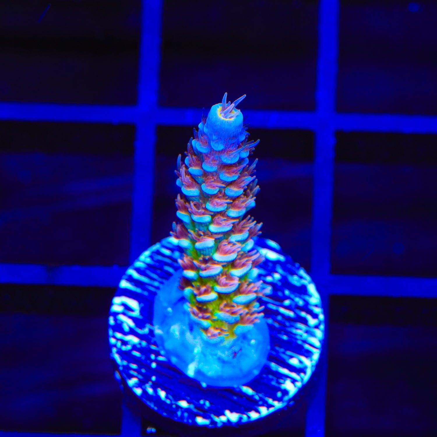TSA Blueberry Mai Tai Tenuis Acropora Coral – Top Shelf Aquatics
