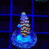TSA Blueberry Mai Tai Tenuis Acropora Coral