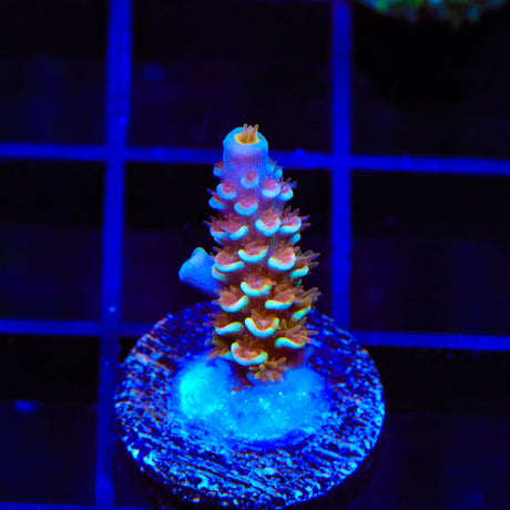 TSA Blueberry Mai Tai Tenuis Acropora Coral