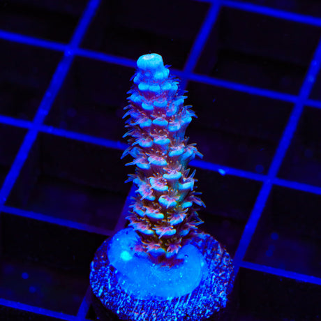 TSA Blueberry Mai Tai Tenuis Acropora Coral