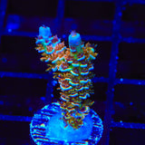 TSA Blueberry Mai Tai Tenuis Acropora Coral