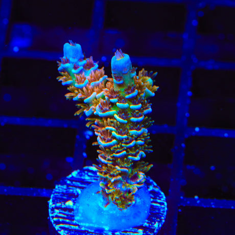 TSA Blueberry Mai Tai Tenuis Acropora Coral