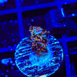 TSA Blueberry Mai Tai Tenuis Acropora Coral
