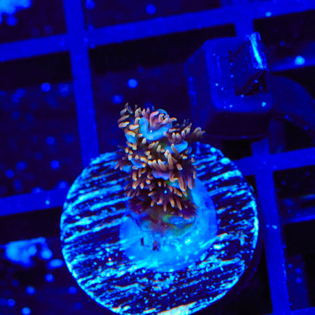TSA Blueberry Mai Tai Tenuis Acropora Coral