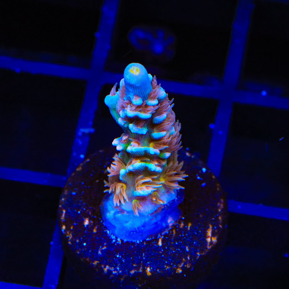 TSA Blueberry Mai Tai Tenuis Acropora Coral