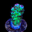 TSA Blueberry Sarmentosa Acropora Coral