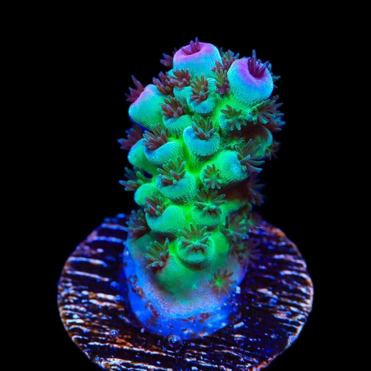 TSA Blueberry Sarmentosa Acropora Coral