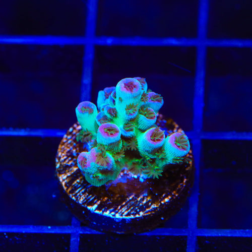 TSA Blueberry Sarmentosa Acropora Coral