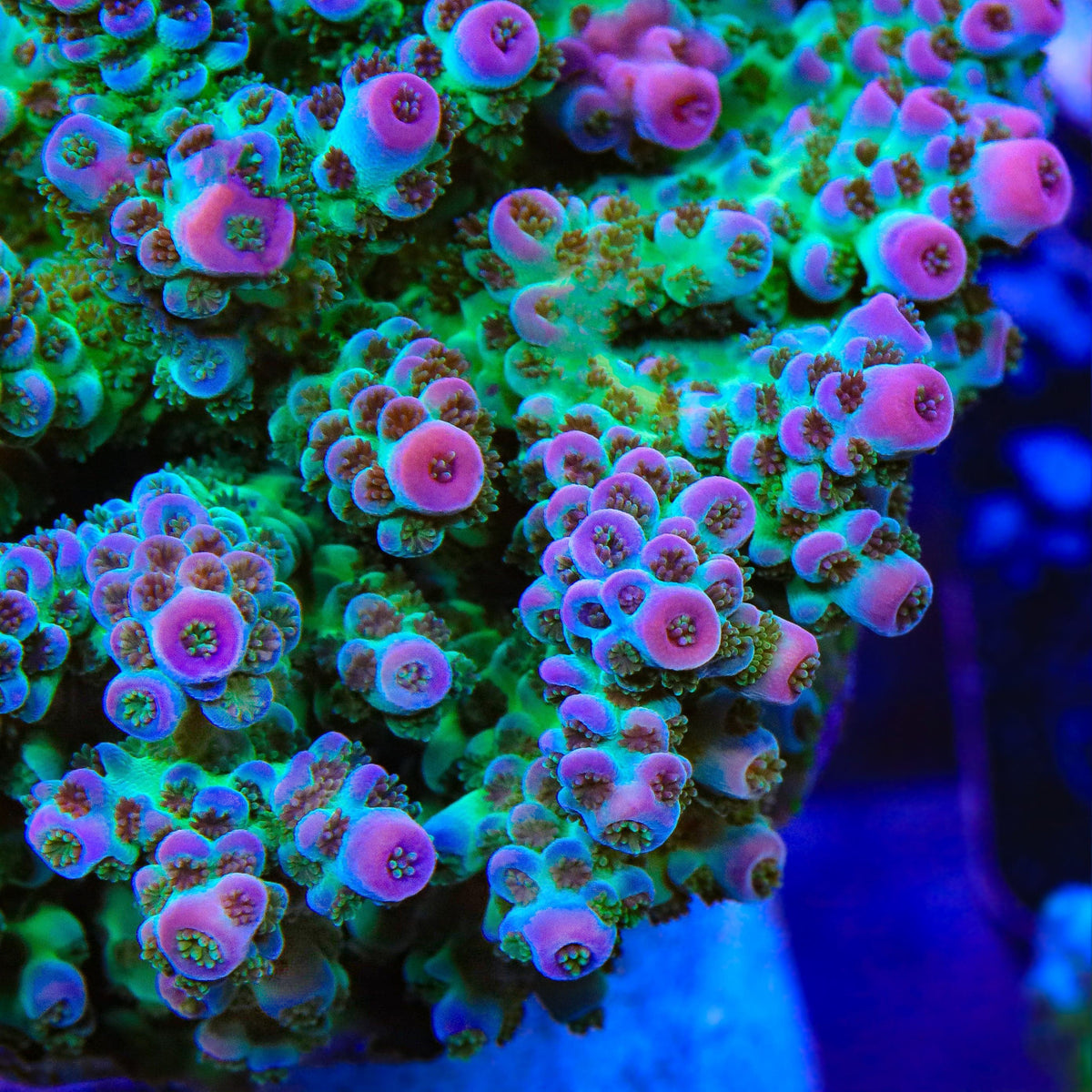 TSA Blueberry Sarmentosa Acropora Coral
