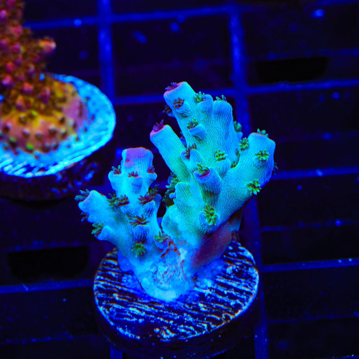 TSA Blueberry Sarmentosa Acropora Coral