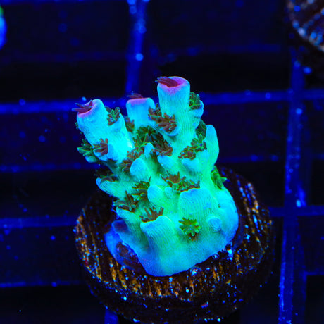 TSA Blueberry Sarmentosa Acropora Coral