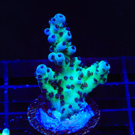 TSA Blueberry Sarmentosa Acropora Coral
