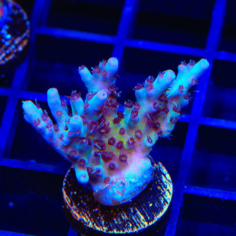 TSA Blueberry Shortcake Acropora Coral