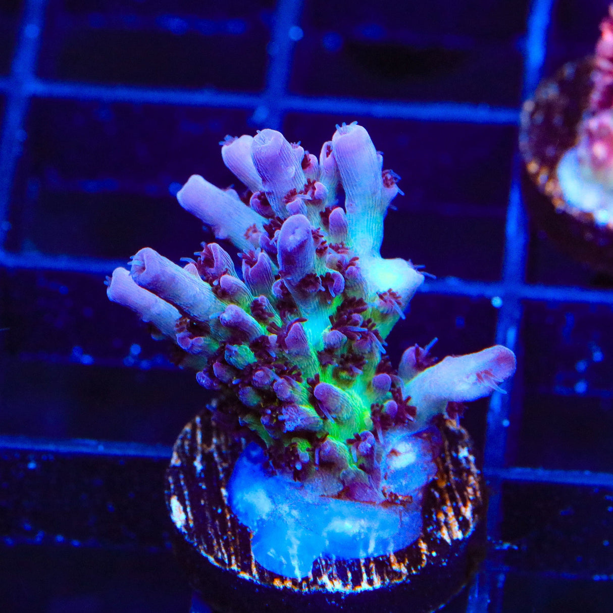 TSA Blueberry Shortcake Acropora Coral