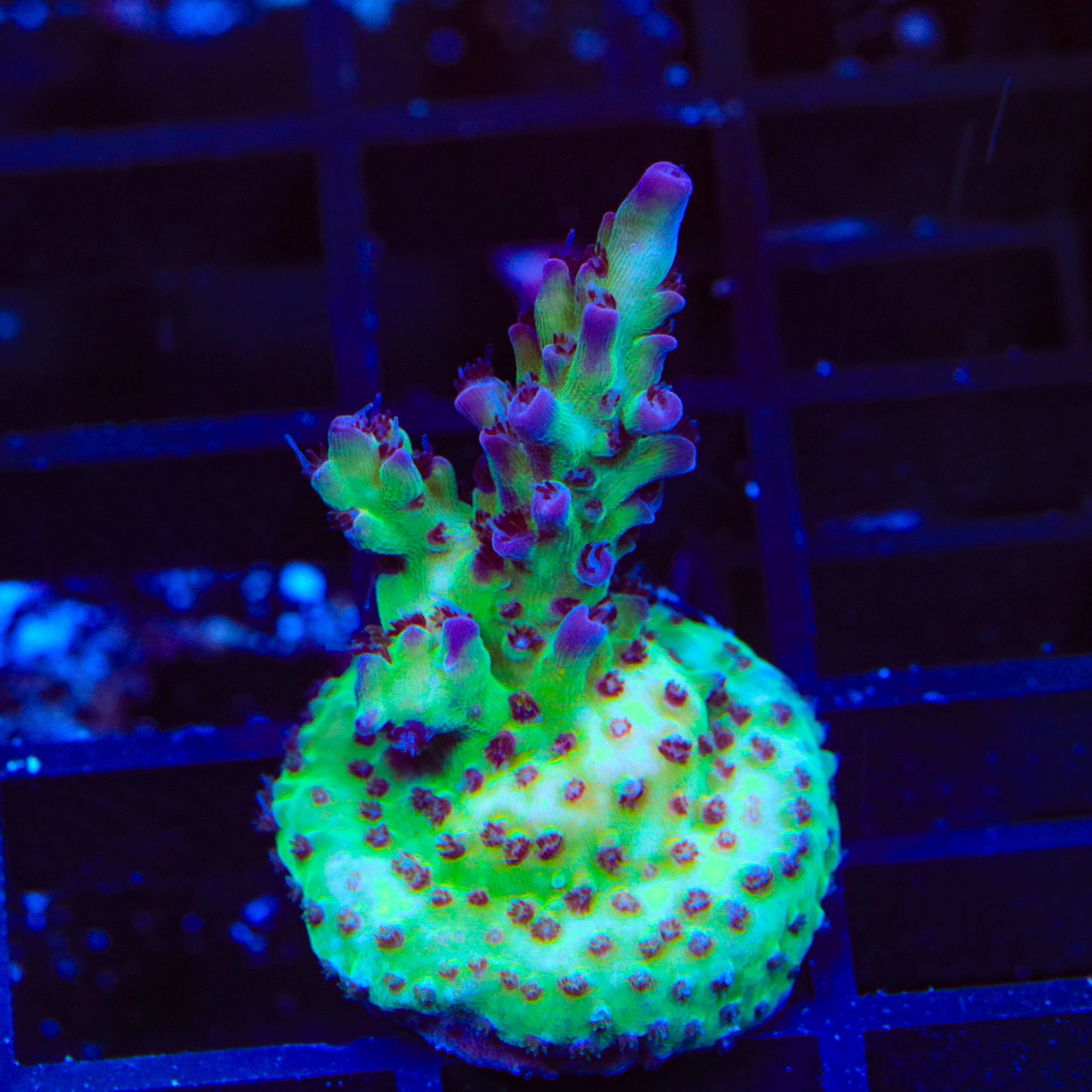 TSA Blueberry Shortcake Acropora Coral
