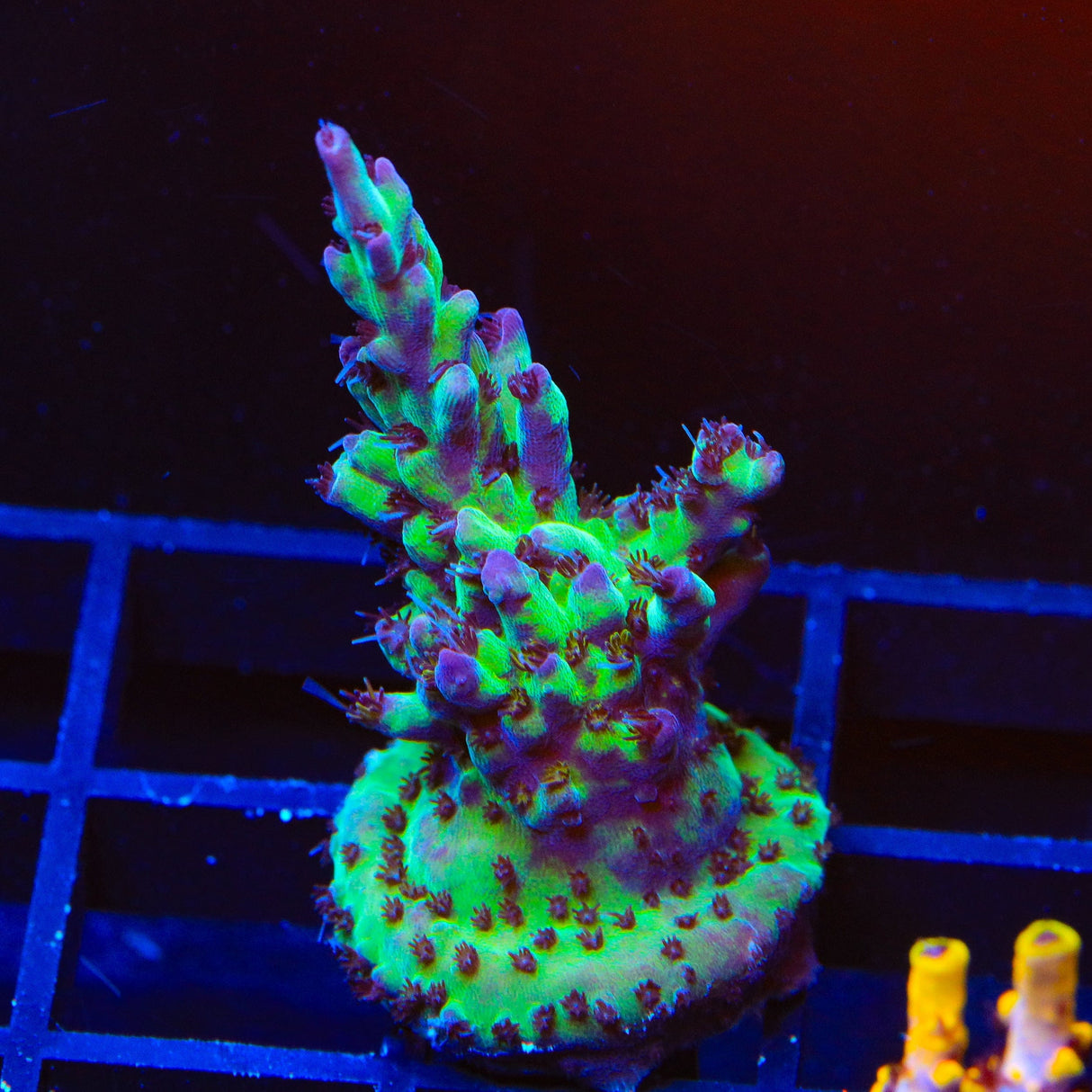 TSA Blueberry Shortcake Acropora Coral