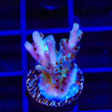 TSA Blueberry Shortcake Acropora Coral