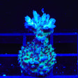 TSA Blueberry Shortcake Acropora Coral